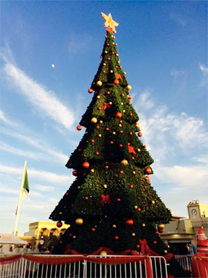Cabo Christmas Tree