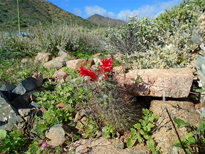 Isla Cedros Cactus Flower