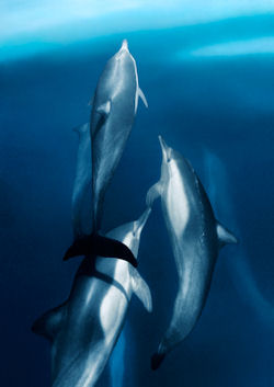 Baja Dolphins