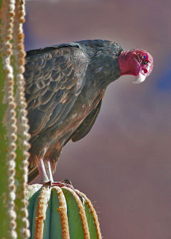 Vulture Baja