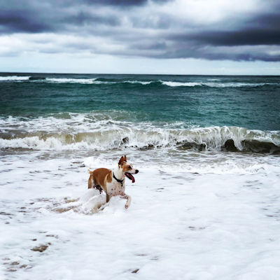 Dog in Cerritos Beach
