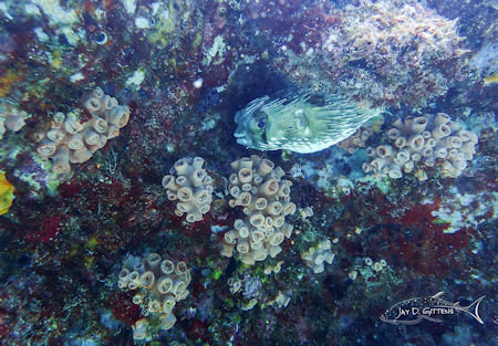Porcupine Fish Cabo Pulmo Baja Sur