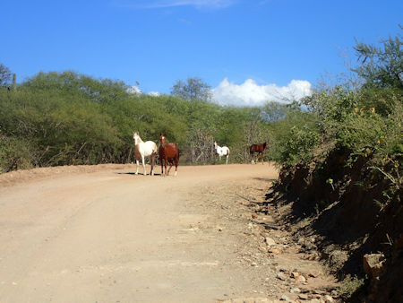 Horses in Baja Sur
