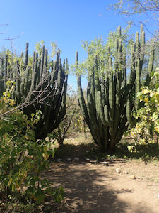 Cactus Sanctuary Baja Sur