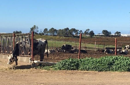 Cows in stable in Baja