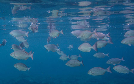 School of Fish Baja