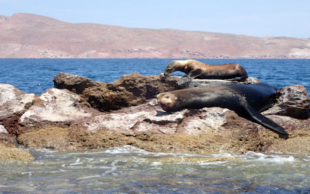 Sea Lion Baja