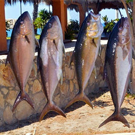 Baja Fishing Report - Summer 2016
