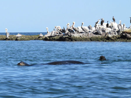 Pelicans in Baja