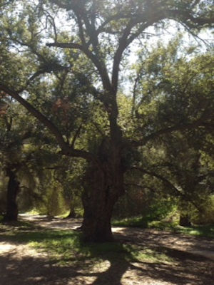 Oak Tree Baja