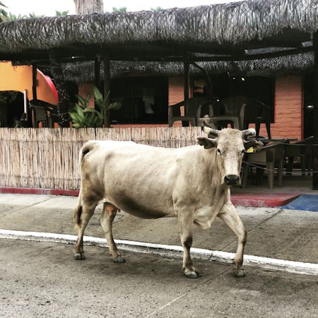 Cow in Los Barriles