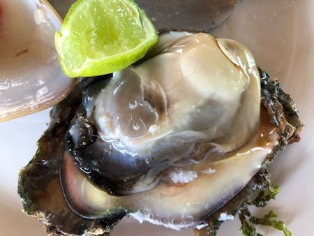 Oysters Mariscos Evarisos San Jose del Cabo