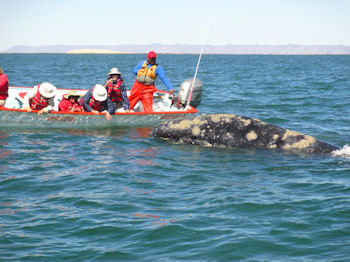 San Ignacio Whales