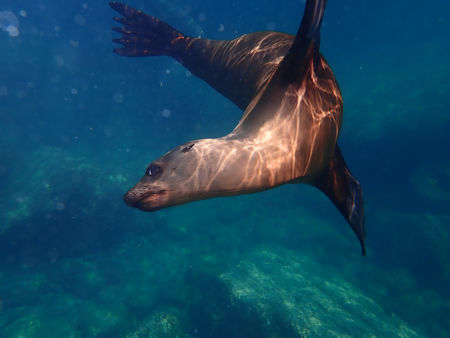 Sea Lion La Reina Baja Sur