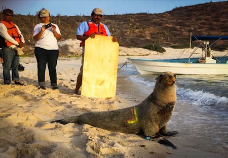 Sea Lion Rescue Baja