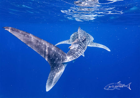Whale Shark Baja Sur