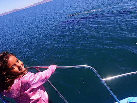 Whale Shark Diaries La Paz