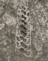 Baja Fossils