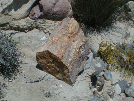 Petrified Log In Wash