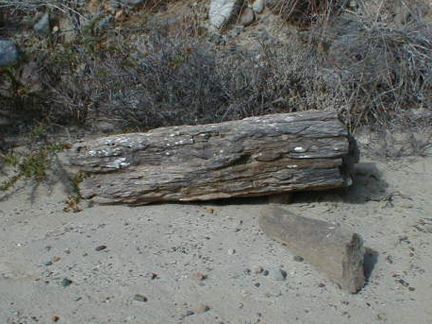 Long Petrified Log