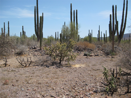 Magdalena Rock Pile and Cacti