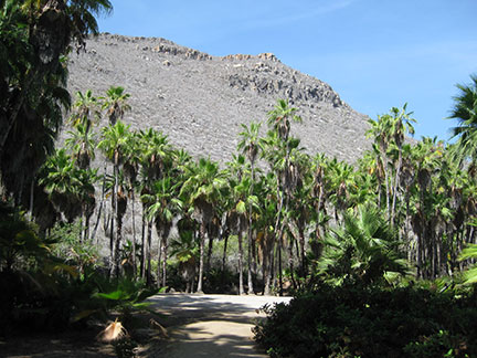 San Pedrito Palm Grove