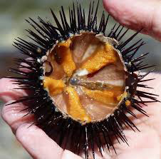 Urchin Campito