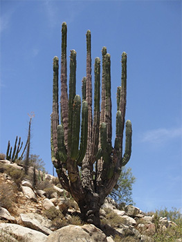 Baja Cardon Cactus
