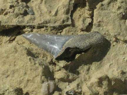 Baja Fossils